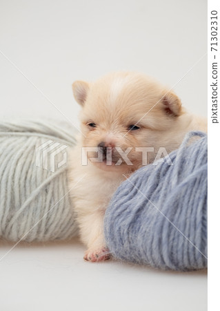 Pomeranian spitz puppy. Pomeranian spitz puppy. 71302310
