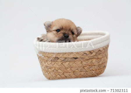 Pomeranian spitz puppy. Pomeranian spitz puppy. 71302311