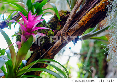 Beautiful and colorful tropical dark jungle plants and flowers Beautiful and colorful tropical dark jungle plants and flowers 71302312