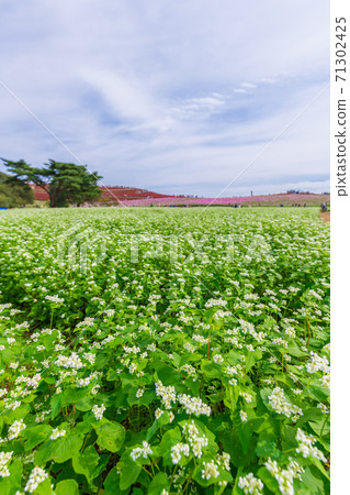 [Buckwheat flower, cosmos and kokia trio] 71302425