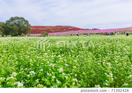 [Buckwheat flower, cosmos and kokia trio] 71302426
