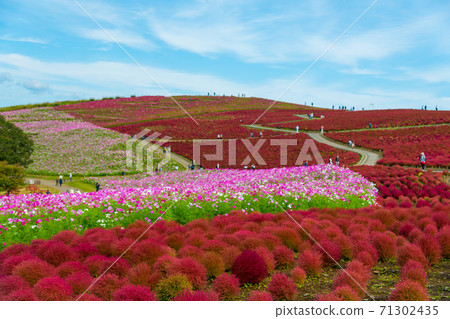 [Kokia and Cosmos overlooking Miharashinooka] 71302435