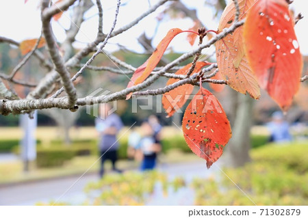 茨城縣水戶市千葉湖枯葉 71302879