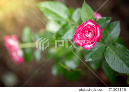 Roses in the garden Roses in the garden 71303156