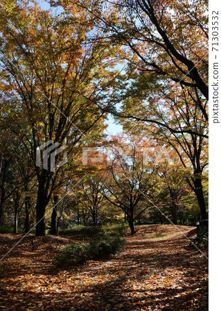 Autumn yellow leaves in Shinshu park Autumn leaves road 71303532