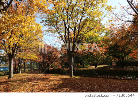 Autumn yellow leaves in Shinshu park Autumn leaves road 71303544