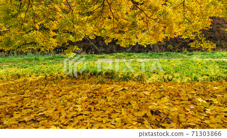 Maple Maple 71303866