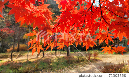 Maple Maple 71303868