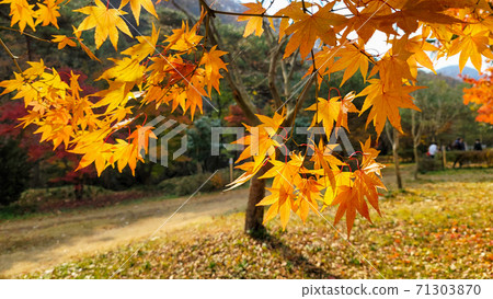 Maple Maple 71303870