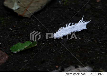 A larva of Aphids 71303922