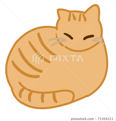 One curled tabby cat 71304221