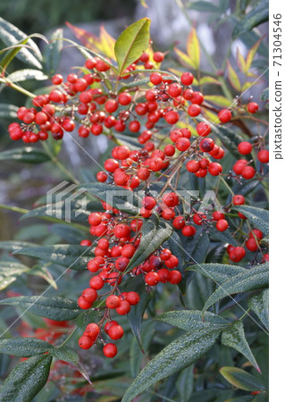 Southern sky dyed red 71304546