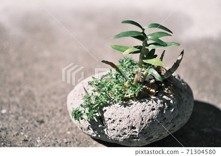 Chosei orchid planted in a stone 71304580