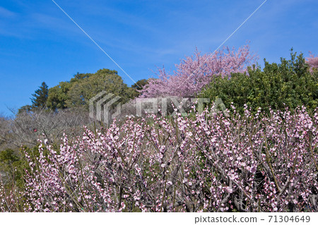 Yoshino Park plum blossoms and Kawazu cherry 71304649