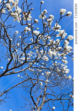 白mokuren鮮花映襯在藍天下 71304699