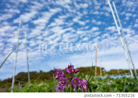 在家庭花園（花朵）中種植小島rakkyo 71305216