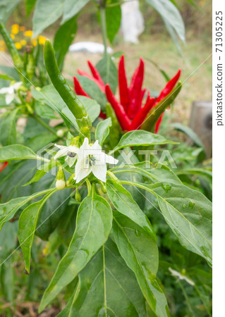 Cultivation of red pepper in the vegetable garden 71305225