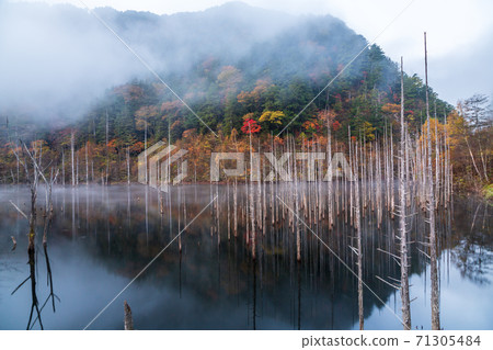 秋葉反映在晨霧的天然湖在黎明 秋葉反映在晨霧的天然湖在黎明 71305484