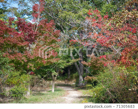 A walking path in the autumn forest where the autumn leaves have begun A walking path in the autumn forest where the autumn leaves have begun 71305683
