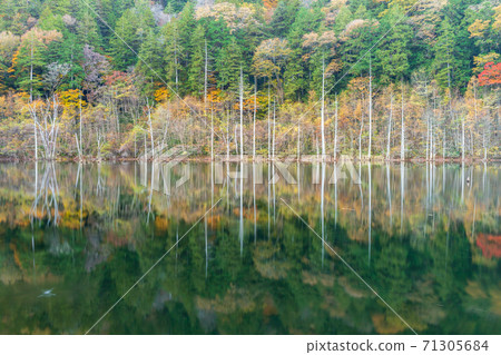 Autumn leaves reflected in the natural lake in autumn Autumn leaves reflected in the natural lake in autumn 71305684