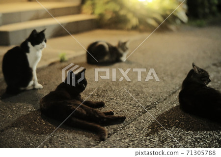 Cats gathering at night 71305788