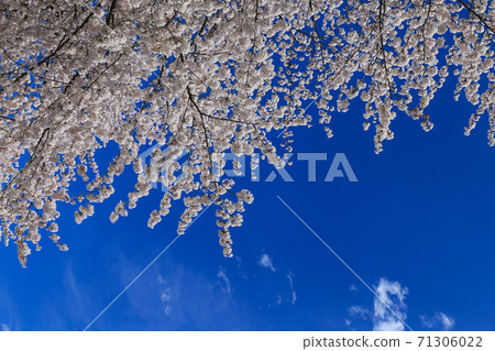 Cherry blossoms on the Chikuma River 71306022