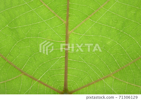 Akamega皺葉和靜脈 71306129