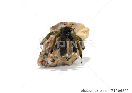 Pagurus filhol white background Pagurus filhol white background 71306895