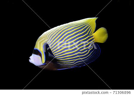 Emperor Angelfish Black background Emperor Angelfish Black background 71306896