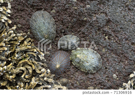 Breakwater limpets Yomegagasagai Matsubagai 71306916