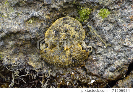 Isoawamochi的配合 71306924