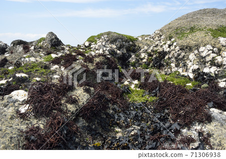 潮帶中的海藻寬闊的岩石生物 71306938