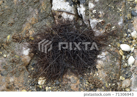 Gracilaria seaweed 71306943
