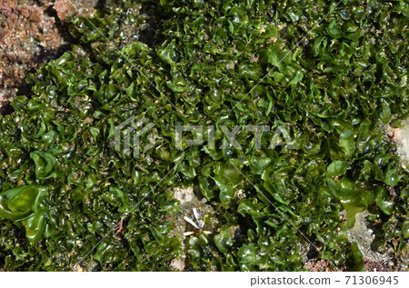 Monostroma seaweed 71306945