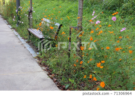 Cosmos Flower Road Trees and Benches Autumn Scenery Cosmos Flower Road Trees and Benches Autumn Scenery 71306964