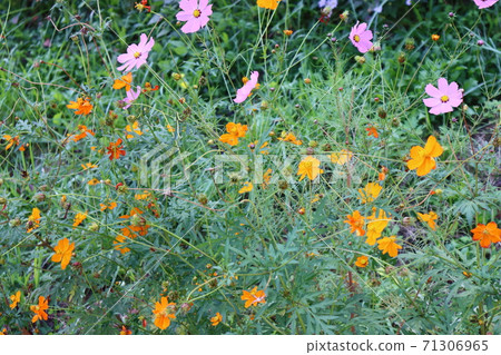 Beautiful flower path scenery of the promenade in full bloom of cosmos Beautiful flower path scenery of the promenade in full bloom of cosmos 71306965