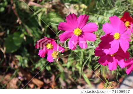 Cosmos Cosmos 71306967