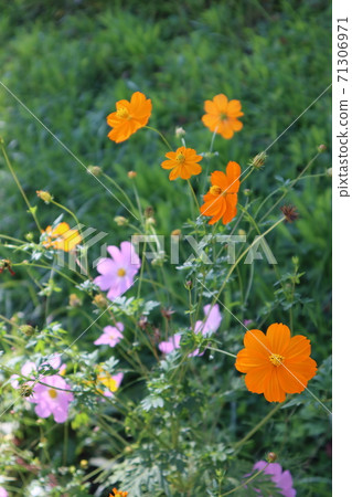 Cosmos Cosmos 71306971