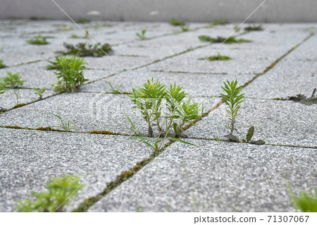 Weed growing in a deserted urban area 71307067