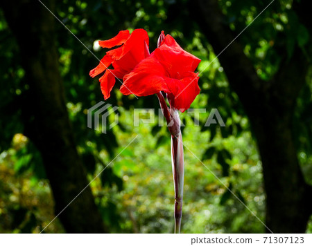 Australian arrowroot, edible canna, Indian shot in the park 71307123