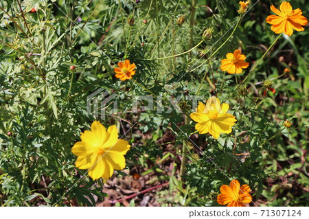Cosmos Autumn Flower Road Landscape Walking Trail 71307124