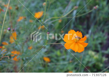 Cosmos Autumn Flower Road Landscape Walking Trail Cosmos Autumn Flower Road Landscape Walking Trail 71307126