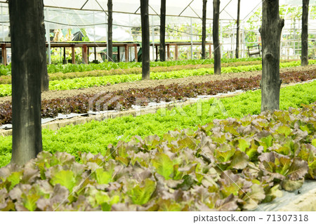 Fresh lettuce growing in an hydroponics system in greenhouse Fresh lettuce growing in an hydroponics system in greenhouse 71307318