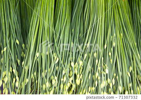 Chinese Chives, Garlic chives. 71307332