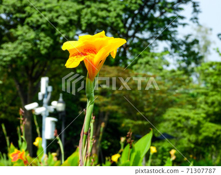 Yellow color flower Indian shot in the park 71307787