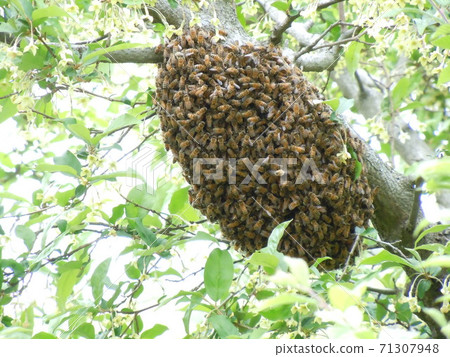 Wasps forming a flock of bees Wasps forming a flock of bees 71307948
