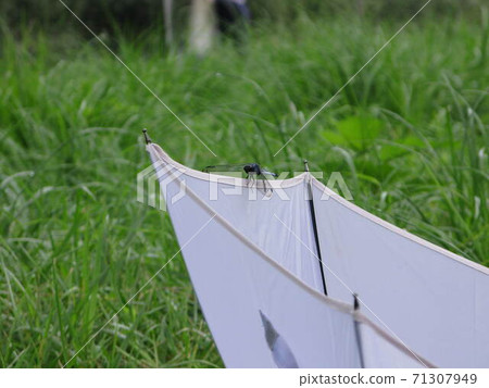 Vinyl umbrella and dragonfly resting wings Vinyl umbrella and dragonfly resting wings 71307949