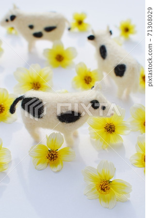 羊毛氈牛和冬季波斯菊 71308029