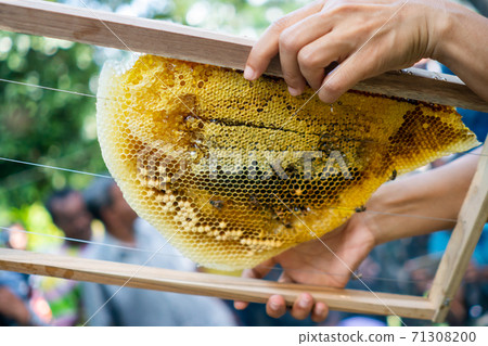 Bee colony full of honey high nutrient and vitamin transfer to beekepping handmade box. 71308200