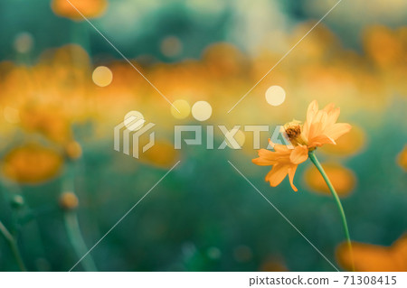 Selective focus of beautiful colorful flowers with summer bokeh background.vintage color style. Selective focus of beautiful colorful flowers with summer bokeh background.vintage color style. 71308415